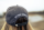 Snapback Straight Cap - Asphalt Liebe